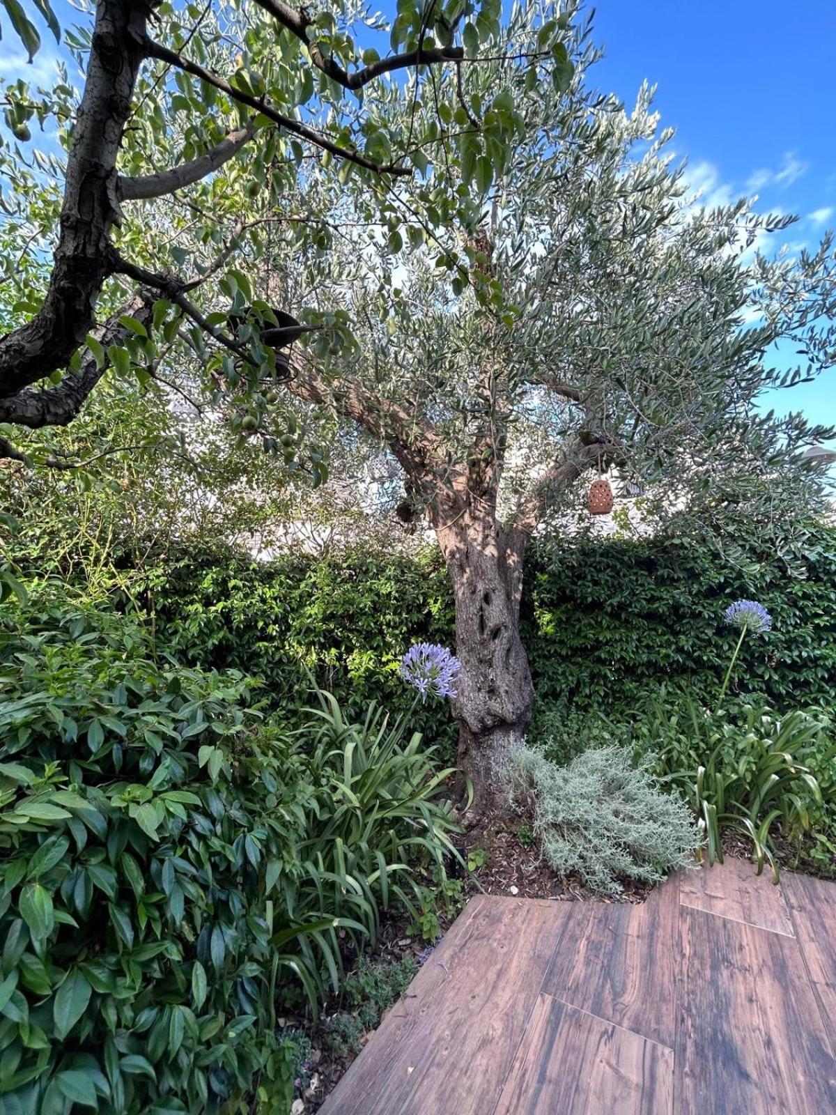 Trulli Madia Luxury アルベロベッロ エクステリア 写真